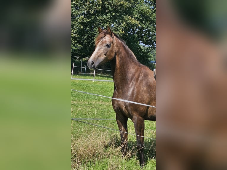 KWPN Mix Stute 5 Jahre 159 cm Kann Schimmel werden in Bad Zwischenahn