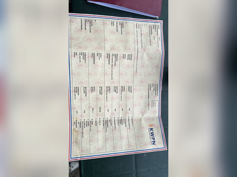 KWPN Stute 5 Jahre 160 cm Dunkelbrauner in Chieti