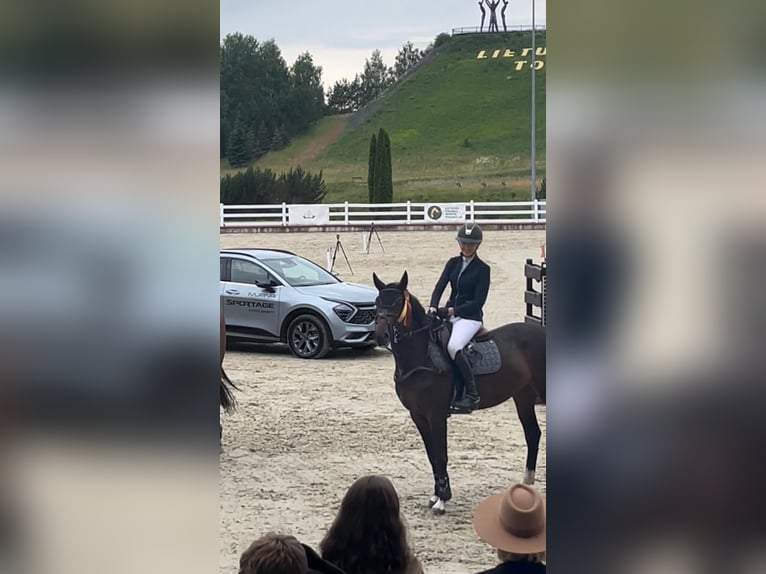 KWPN Stute 5 Jahre 160 cm Dunkelbrauner in vilnius