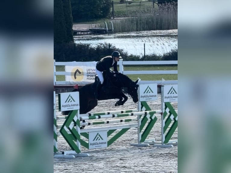 KWPN Stute 5 Jahre 160 cm Dunkelbrauner in vilnius