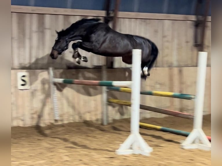 KWPN Stute 5 Jahre 160 cm Dunkelbrauner in vilnius