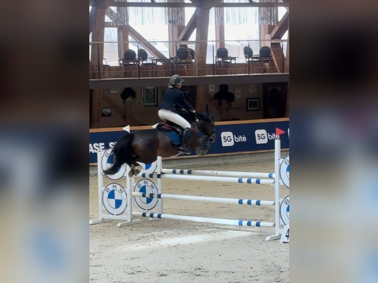 KWPN Stute 5 Jahre 160 cm Dunkelbrauner in vilnius