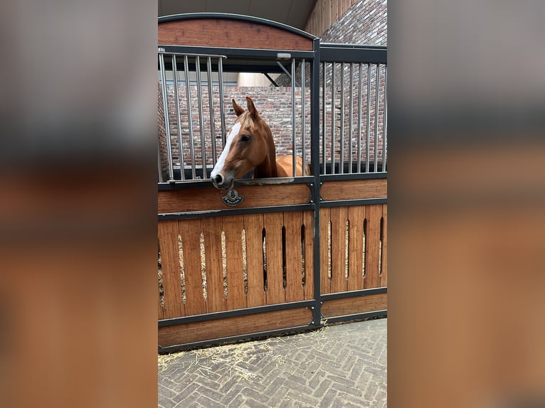 KWPN Stute 5 Jahre 160 cm Fuchs in Meijel