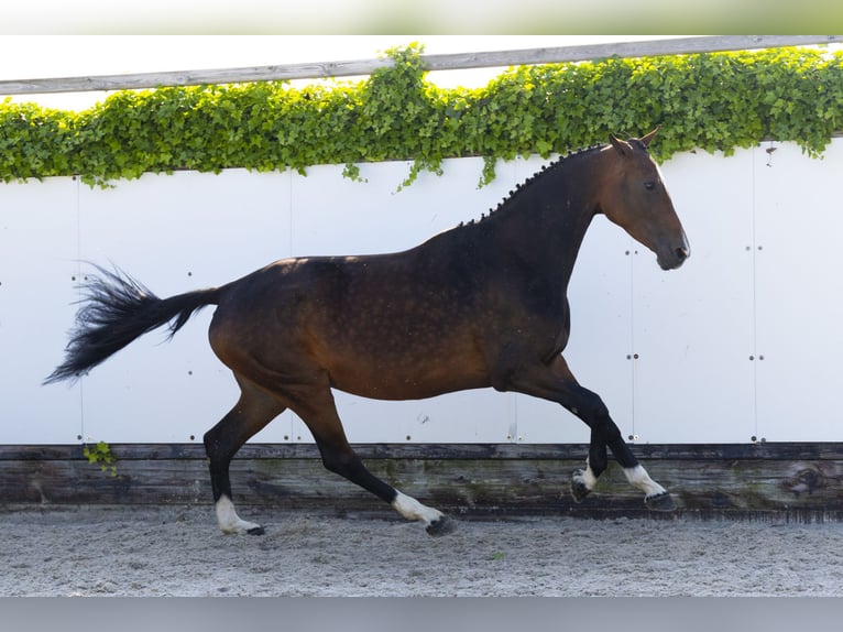 KWPN Stute 5 Jahre 161 cm Brauner in Waddinxveen