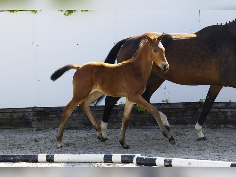 KWPN Stute 5 Jahre 161 cm Brauner in Waddinxveen