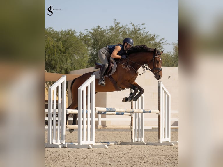 KWPN Stute 5 Jahre 161 cm Dunkelbrauner in Dubai