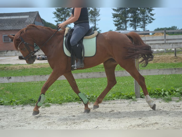 KWPN Stute 5 Jahre 161 cm Fuchs in Breda
