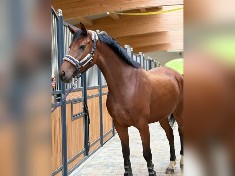KWPN Stute 5 Jahre 162 cm Brauner in Westerheim