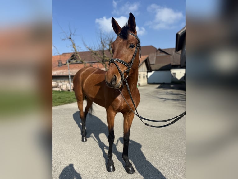 KWPN Stute 5 Jahre 162 cm Brauner in Diemerswil