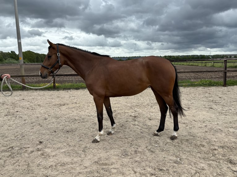 KWPN Stute 5 Jahre 162 cm Brauner in Nijverdal