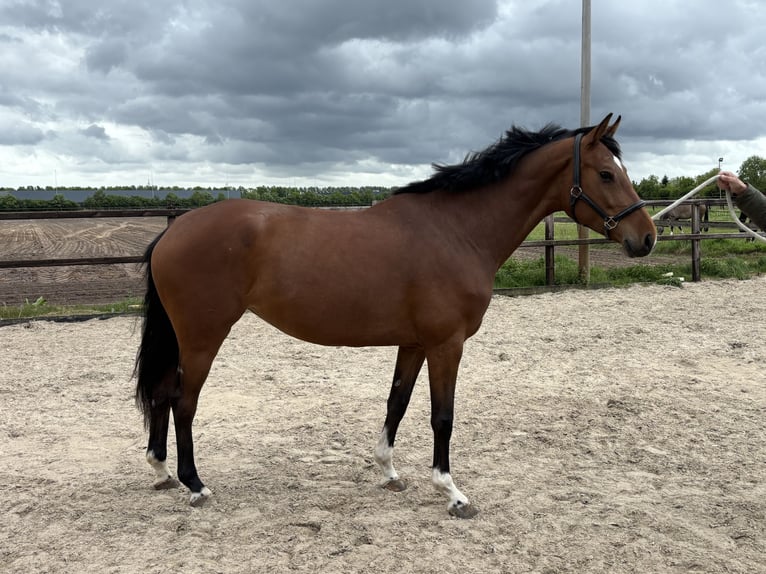 KWPN Stute 5 Jahre 162 cm Brauner in Nijverdal