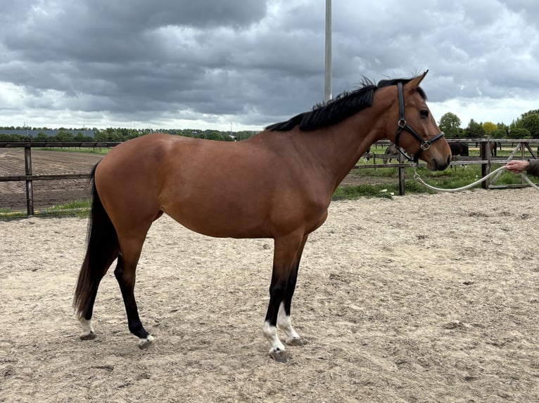 KWPN Stute 5 Jahre 162 cm Brauner in Nijverdal