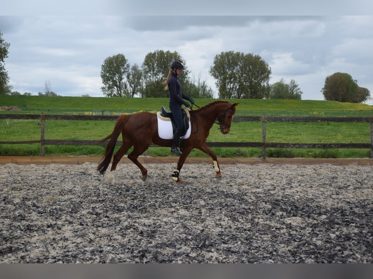 KWPN Stute 5 Jahre 162 cm Fuchs in Brakel