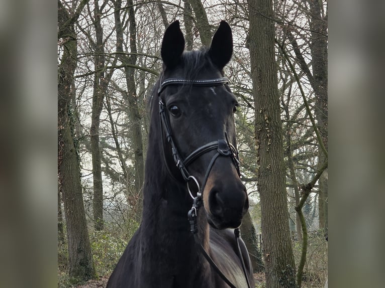 KWPN Stute 5 Jahre 162 cm Rappe in Wachtendonk