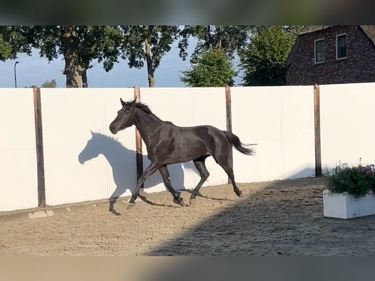KWPN Stute 5 Jahre 162 cm Rappe in Waddinxveen