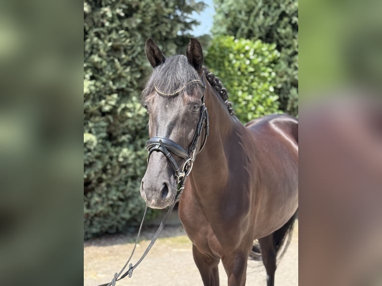 KWPN Stute 5 Jahre 162 cm Rappe in Oud Gastel