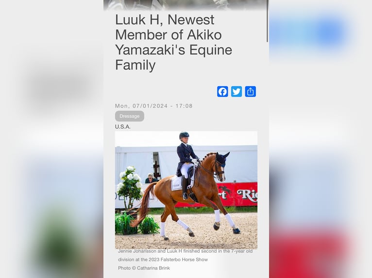 KWPN Stute 5 Jahre 163 cm Brauner in Best