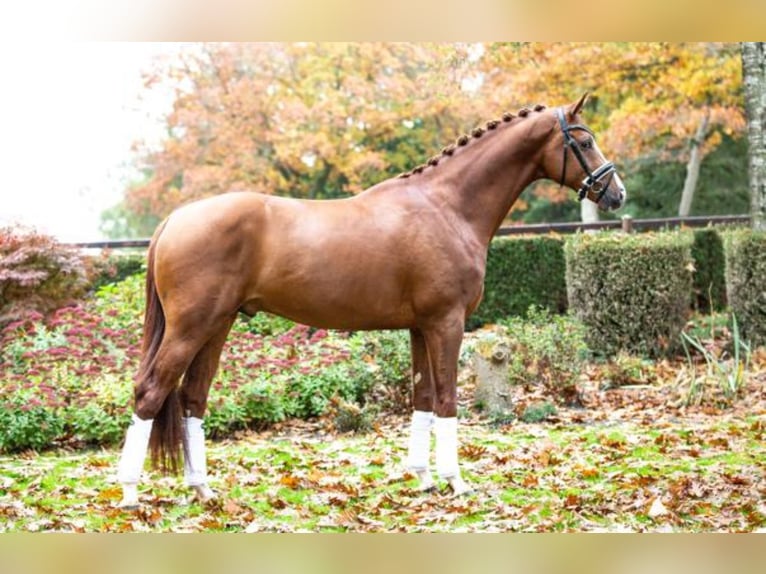 KWPN Stute 5 Jahre 163 cm Brauner in Best