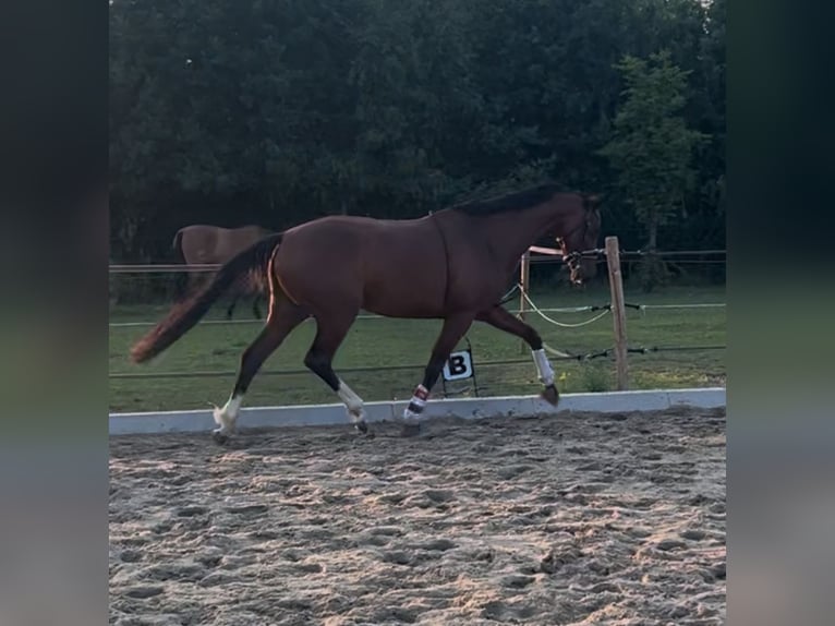KWPN Stute 5 Jahre 163 cm Brauner in Best