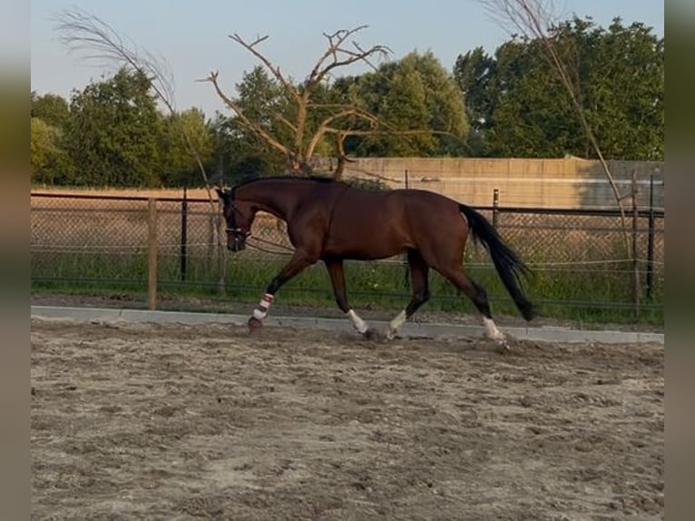 KWPN Stute 5 Jahre 163 cm Brauner in Best