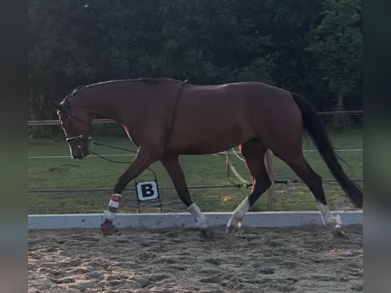 KWPN Stute 5 Jahre 163 cm Brauner in Best