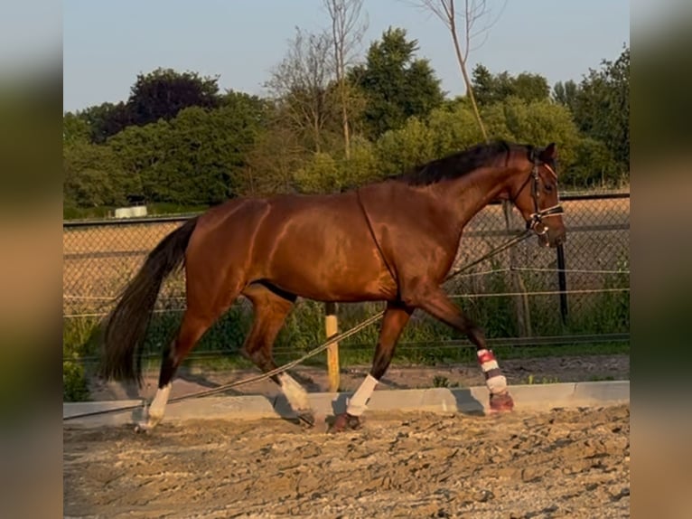KWPN Stute 5 Jahre 163 cm Brauner in Best