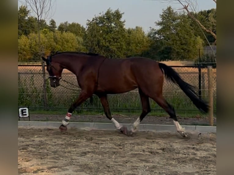 KWPN Stute 5 Jahre 163 cm Brauner in Best