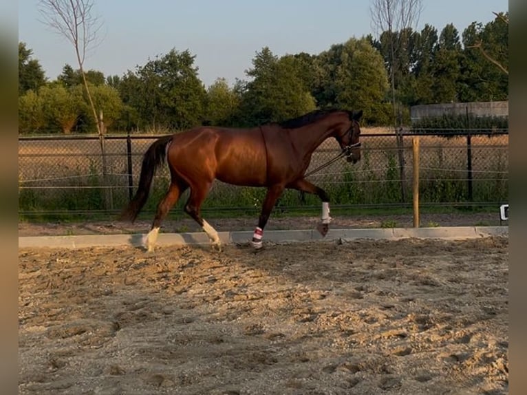 KWPN Stute 5 Jahre 163 cm Brauner in Best