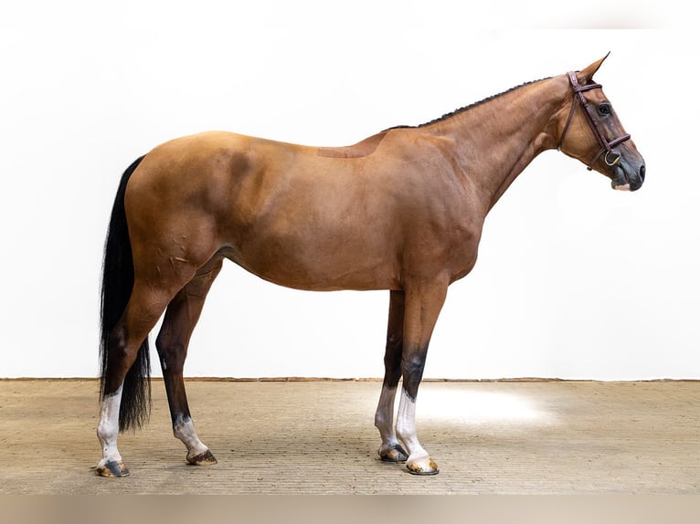 KWPN Stute 5 Jahre 163 cm Brauner in Waddinxveen