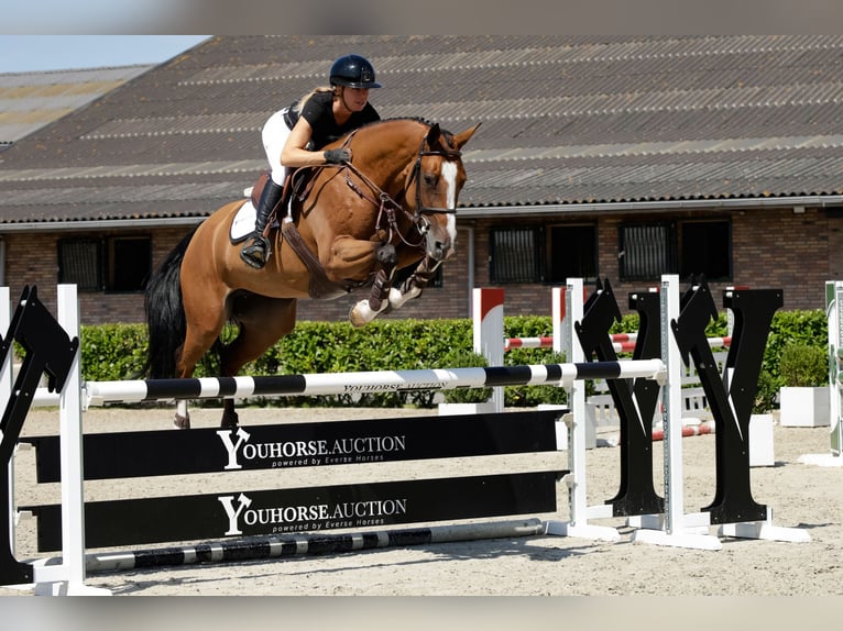 KWPN Stute 5 Jahre 163 cm Brauner in Waddinxveen
