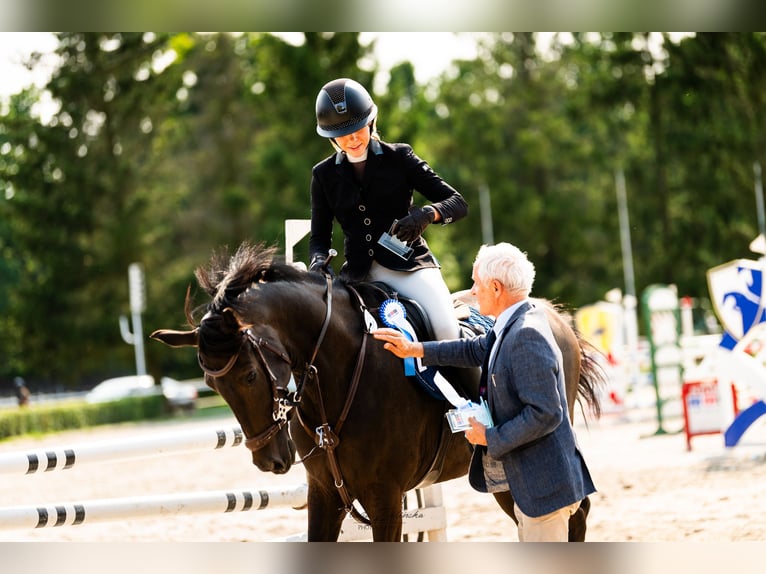 KWPN Stute 5 Jahre 163 cm Dunkelbrauner in Lublin