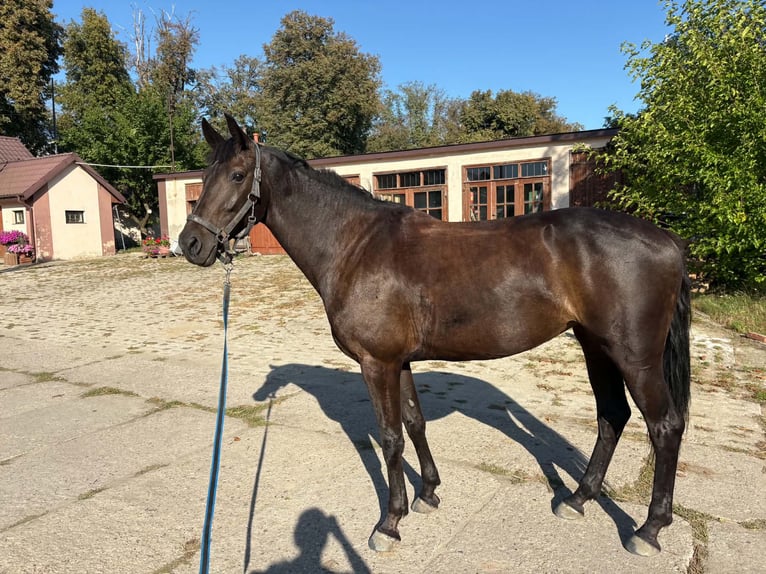 KWPN Stute 5 Jahre 163 cm Dunkelbrauner in Lublin