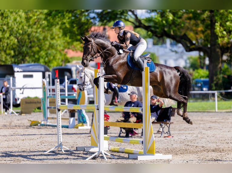 KWPN Stute 5 Jahre 163 cm Dunkelbrauner in Lublin