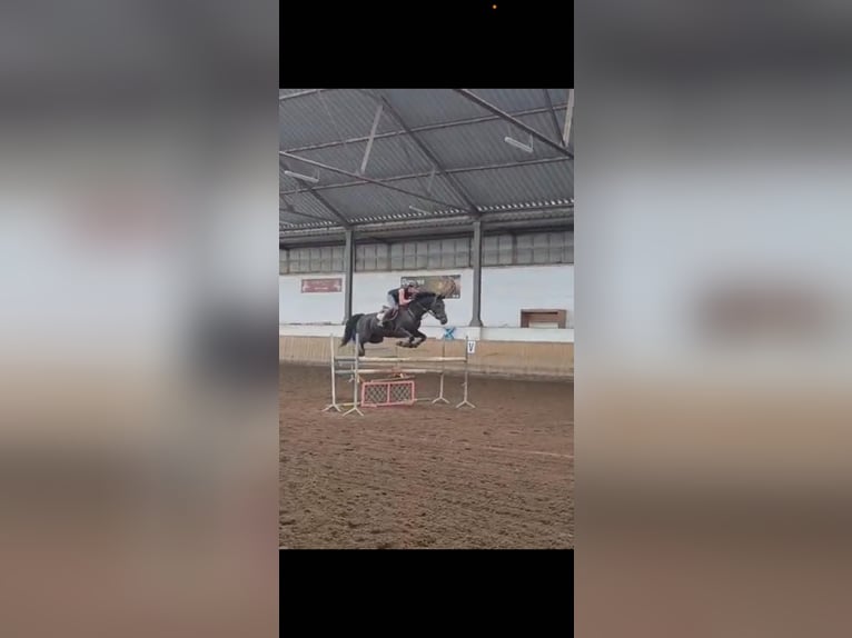 KWPN Stute 5 Jahre 163 cm Dunkelbrauner in Lublin