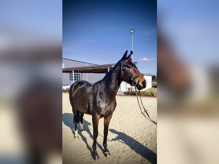 KWPN Stute 5 Jahre 163 cm Dunkelbrauner in Delitzsch