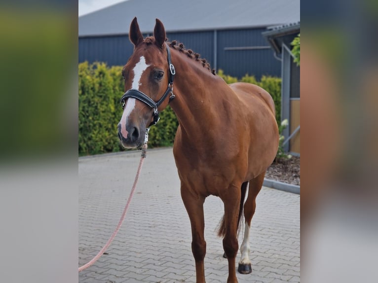 KWPN Stute 5 Jahre 163 cm Fuchs in Kaldenkirchen