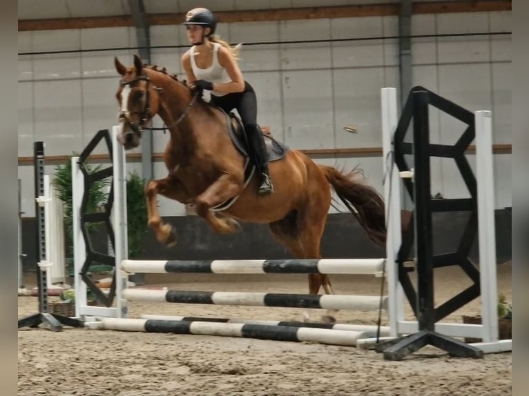 KWPN Stute 5 Jahre 163 cm Fuchs in Kaldenkirchen