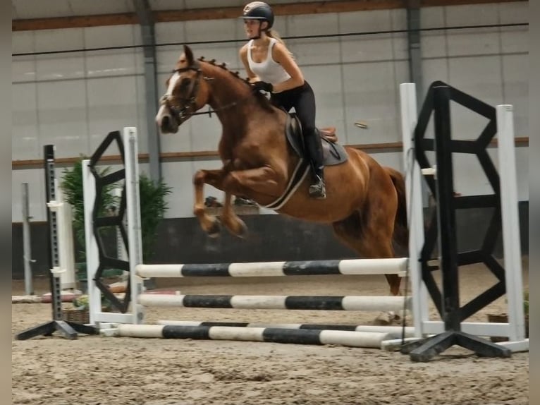 KWPN Stute 5 Jahre 163 cm Fuchs in Kaldenkirchen
