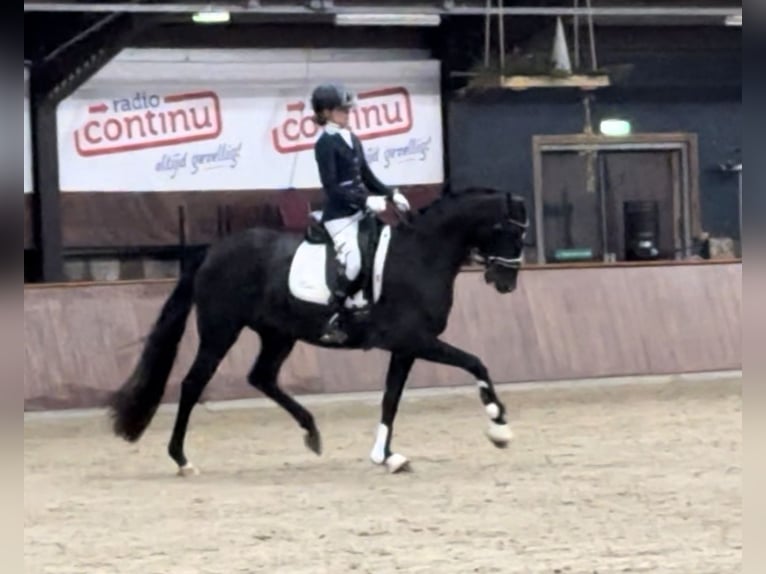 KWPN Stute 5 Jahre 163 cm Rappe in Nordhorn
