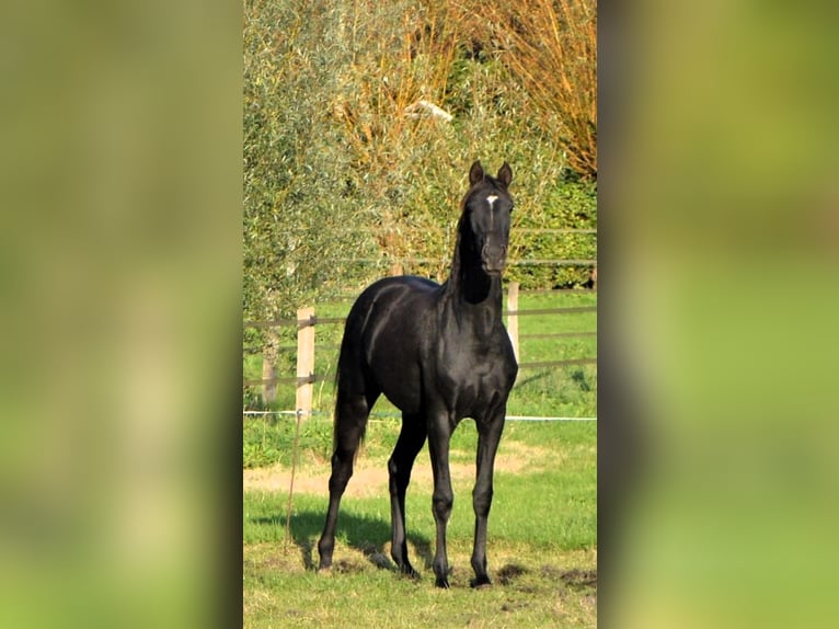 KWPN Stute 5 Jahre 163 cm Rappe in Nordhorn