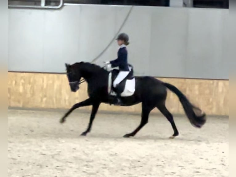 KWPN Stute 5 Jahre 163 cm Rappe in Nordhorn