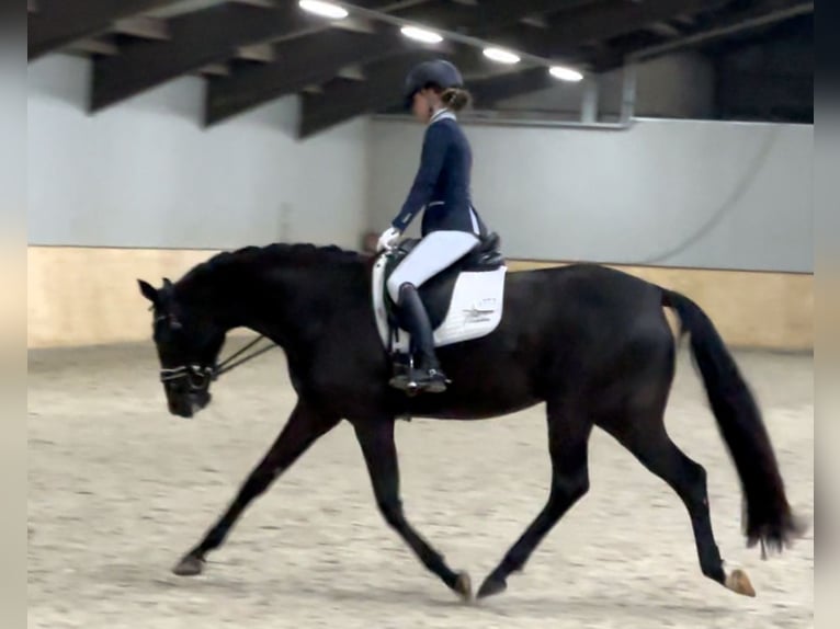 KWPN Stute 5 Jahre 163 cm Rappe in Nordhorn