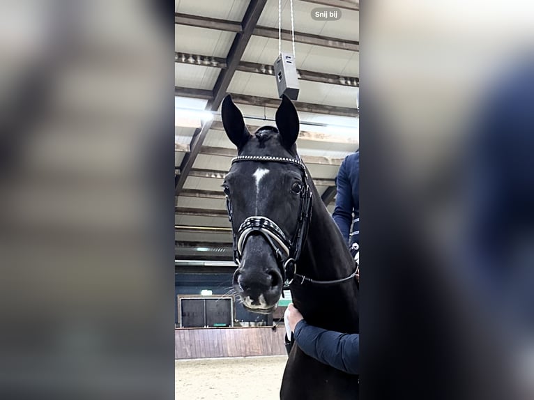 KWPN Stute 5 Jahre 163 cm Rappe in Nordhorn