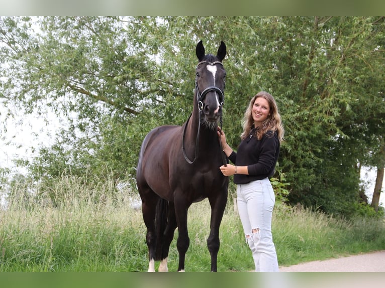 KWPN Stute 5 Jahre 163 cm Rappe in Margraten KWPN Stute 5 Jahre 163 cm Rappe in Margraten