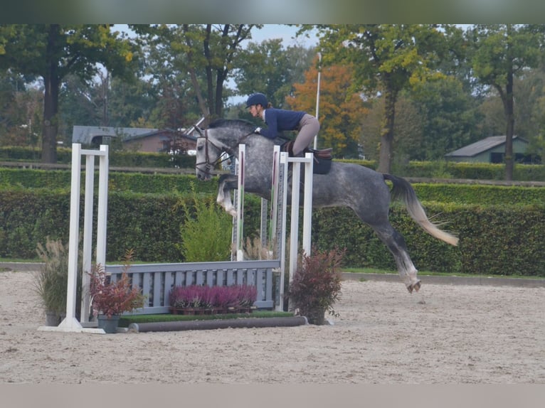 KWPN Stute 5 Jahre 163 cm Schimmel in Beilen