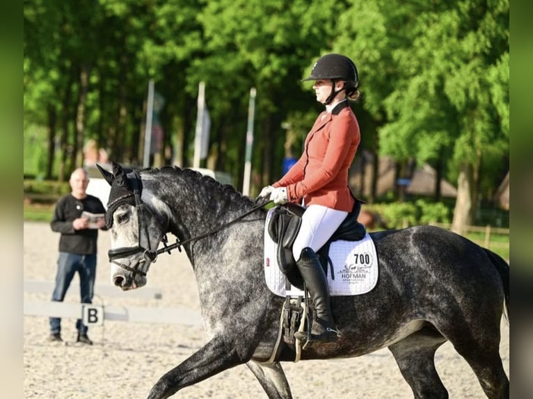 KWPN Stute 5 Jahre 163 cm Schimmel in Beilen