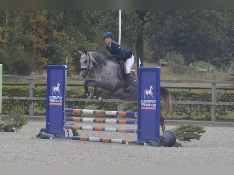 KWPN Stute 5 Jahre 163 cm Schimmel in Beilen