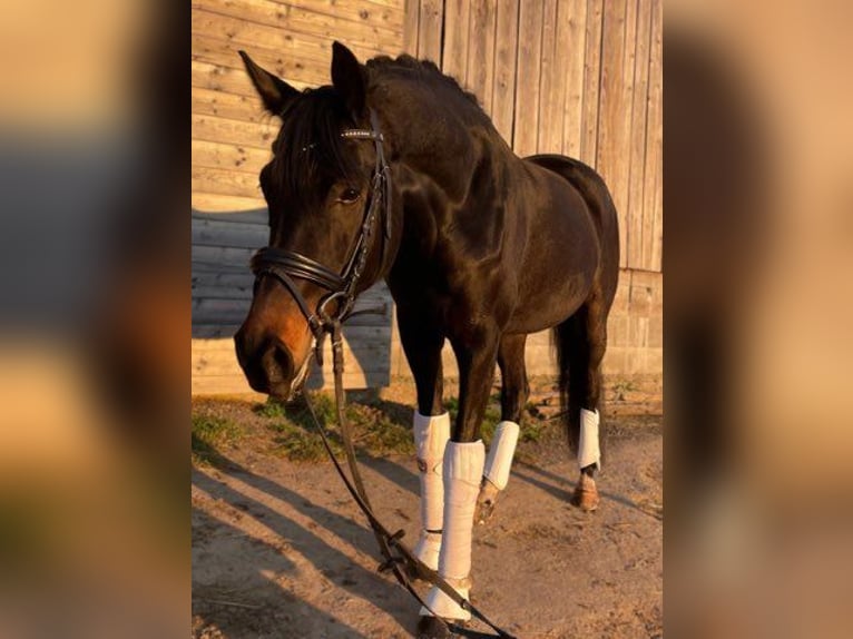 KWPN Stute 5 Jahre 163 cm Schwarzbrauner in Freiburg im Breisgau