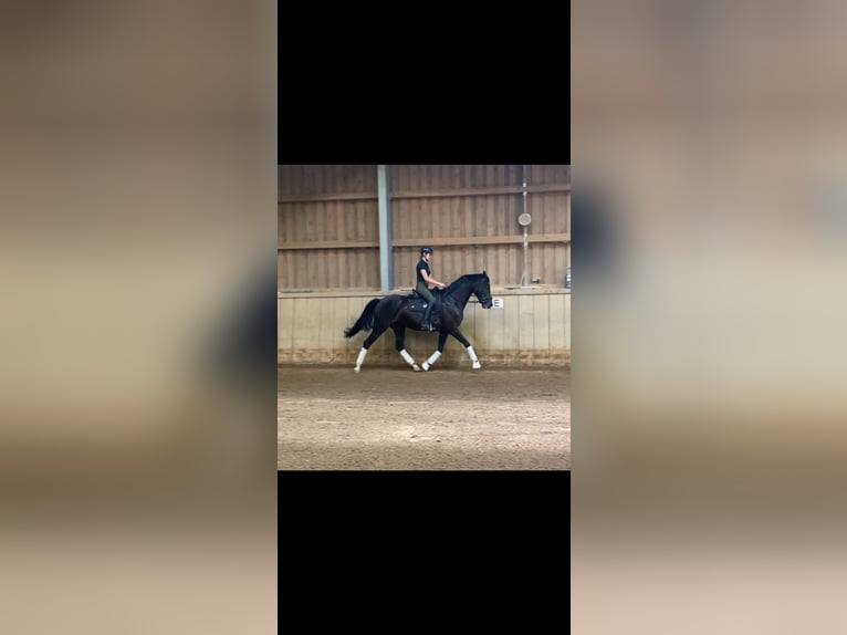 KWPN Stute 5 Jahre 163 cm Schwarzbrauner in Freiburg im Breisgau
