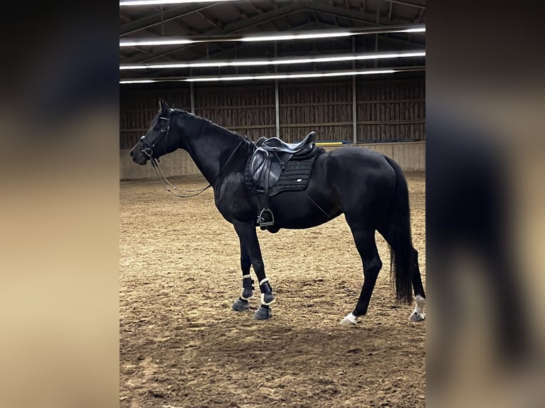 KWPN Stute 5 Jahre 163 cm Schwarzbrauner in Freiburg im Breisgau